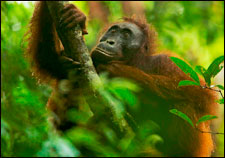 Орангутанг в дикой природе, Борнео